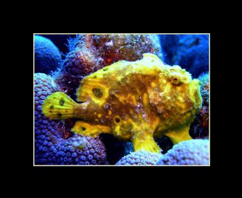 Frogfish at "Little Wall" in Bonaire by Chris Young 